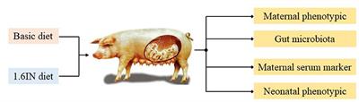 Dietary Inulin Regulated Gut Microbiota and Improved Neonatal Health in a Pregnant Sow Model